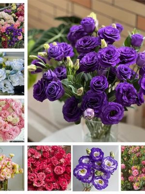 Eustoma Thornless Rose?Lisanthus Seeds hj