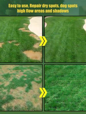 ? Evergreen dwarf grass seed for four seasons? | Create your perfect lawn here?